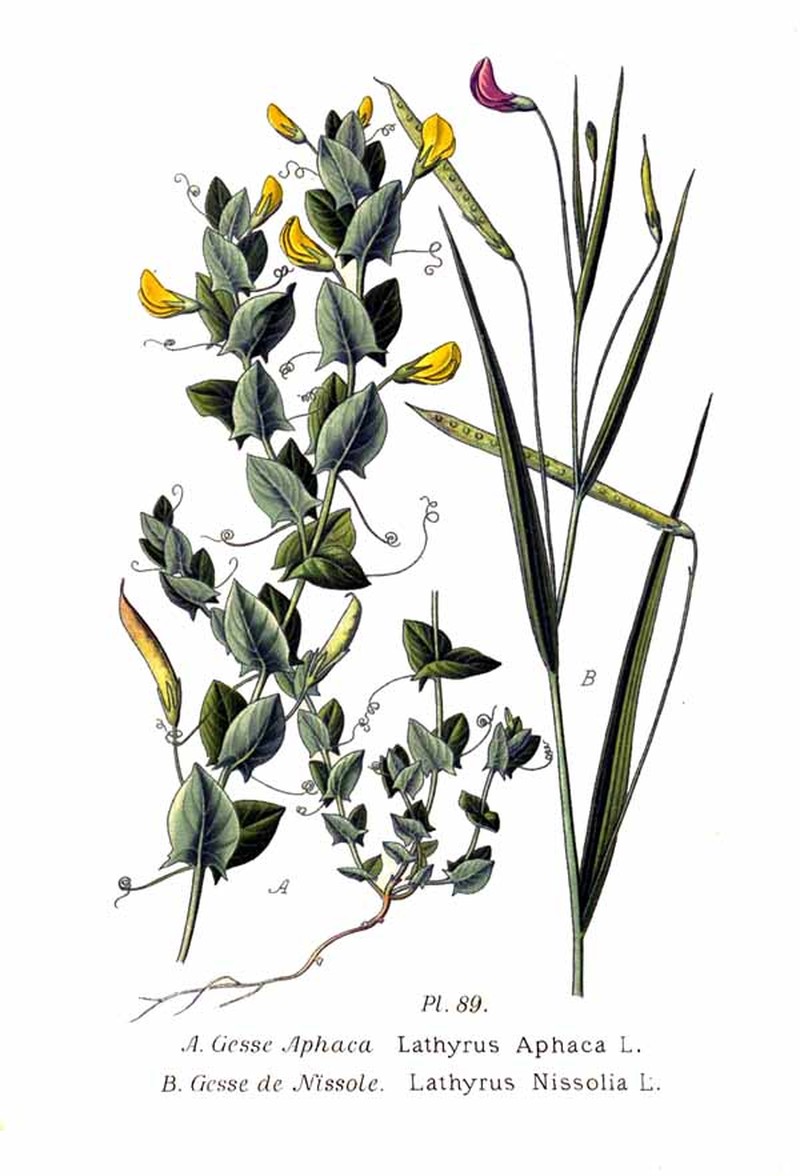 Yellow Pea photo 4