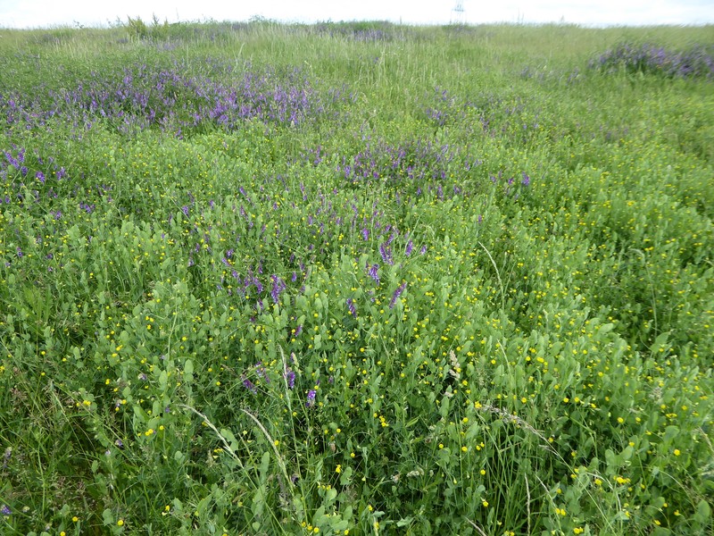 Yellow Pea photo 5