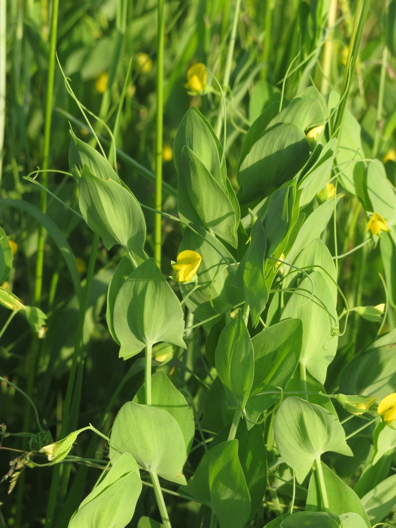 Yellow Pea photo 2