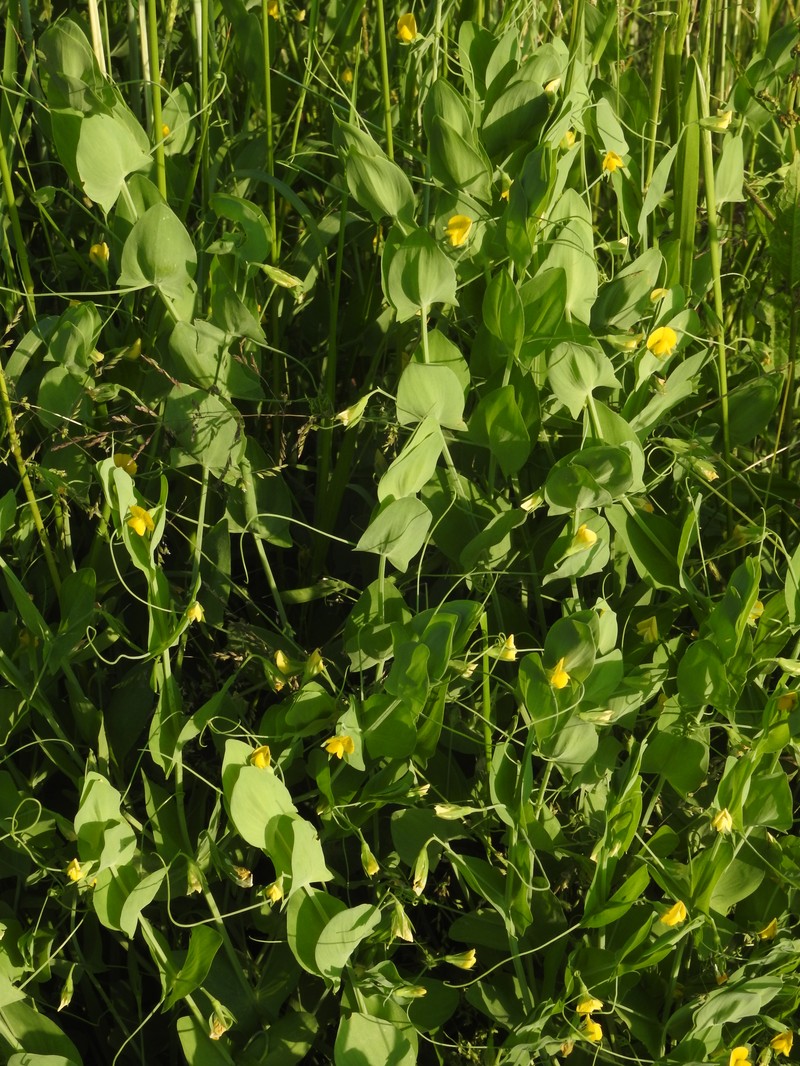Yellow Pea photo 3