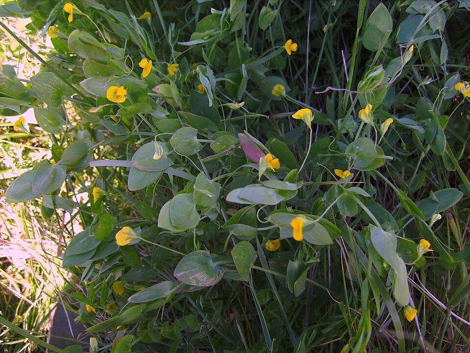 Yellow Pea photo 6