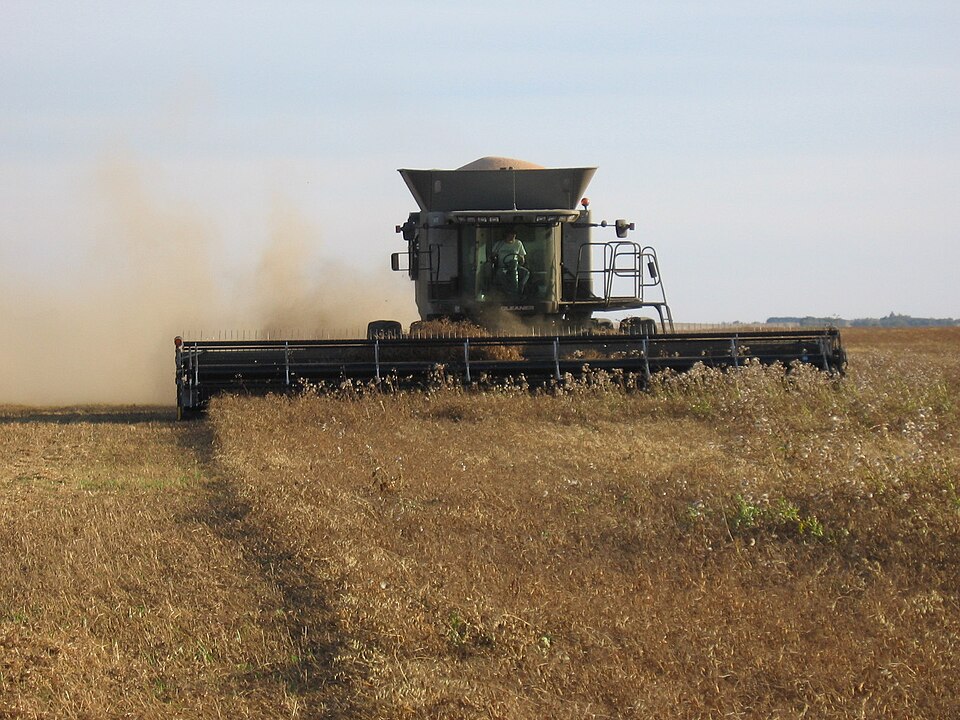 Yellow Pea photo 7