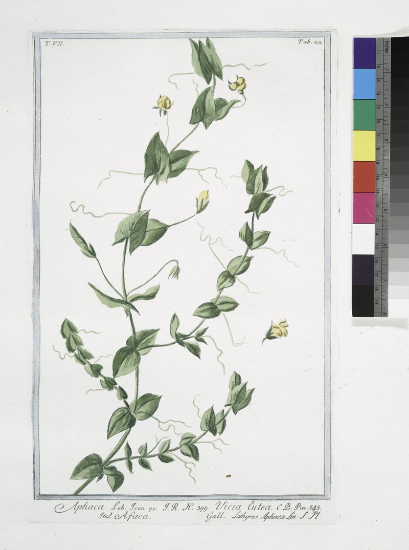 Yellow Pea photo 8
