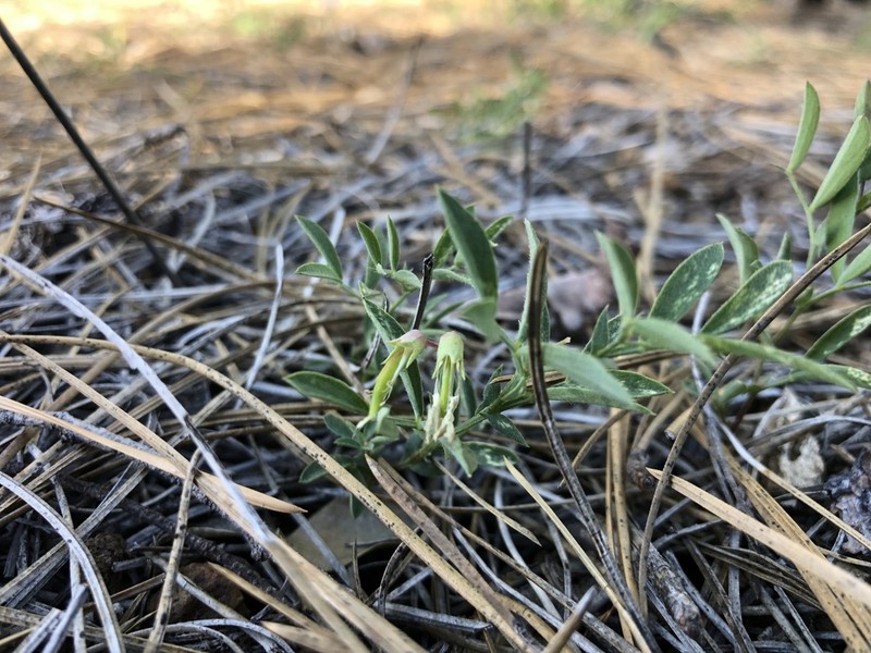 Twoflower Pea