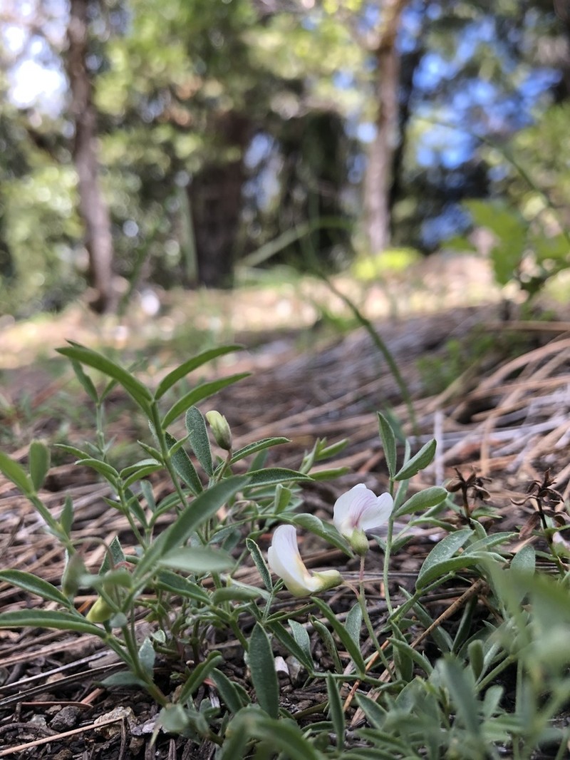 Twoflower Pea photo 3
