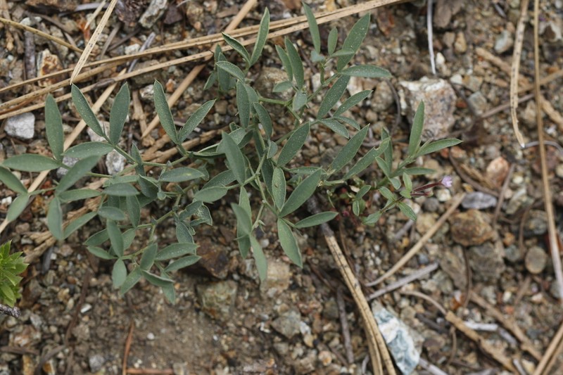 Twoflower Pea photo 4
