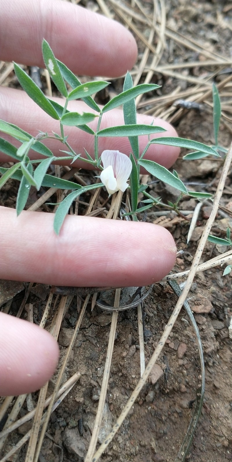 Twoflower Pea photo 5