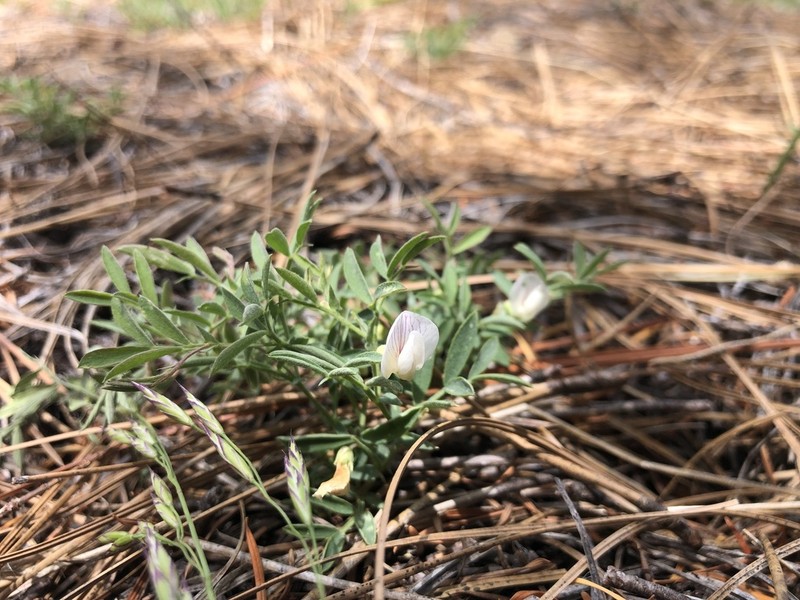 Twoflower Pea photo 6