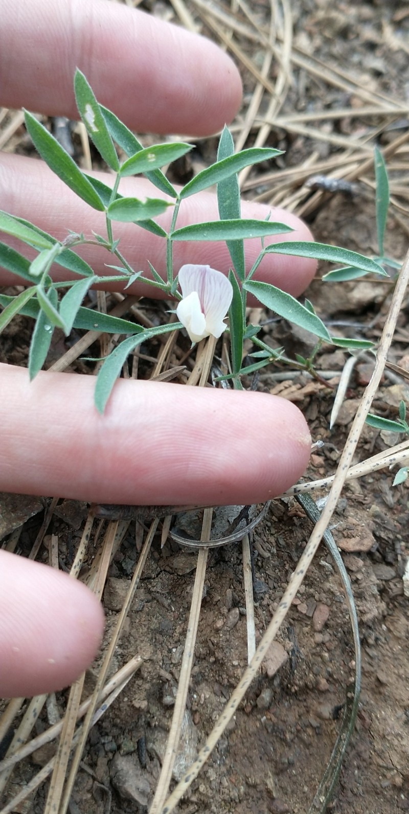 Twoflower Pea photo 7