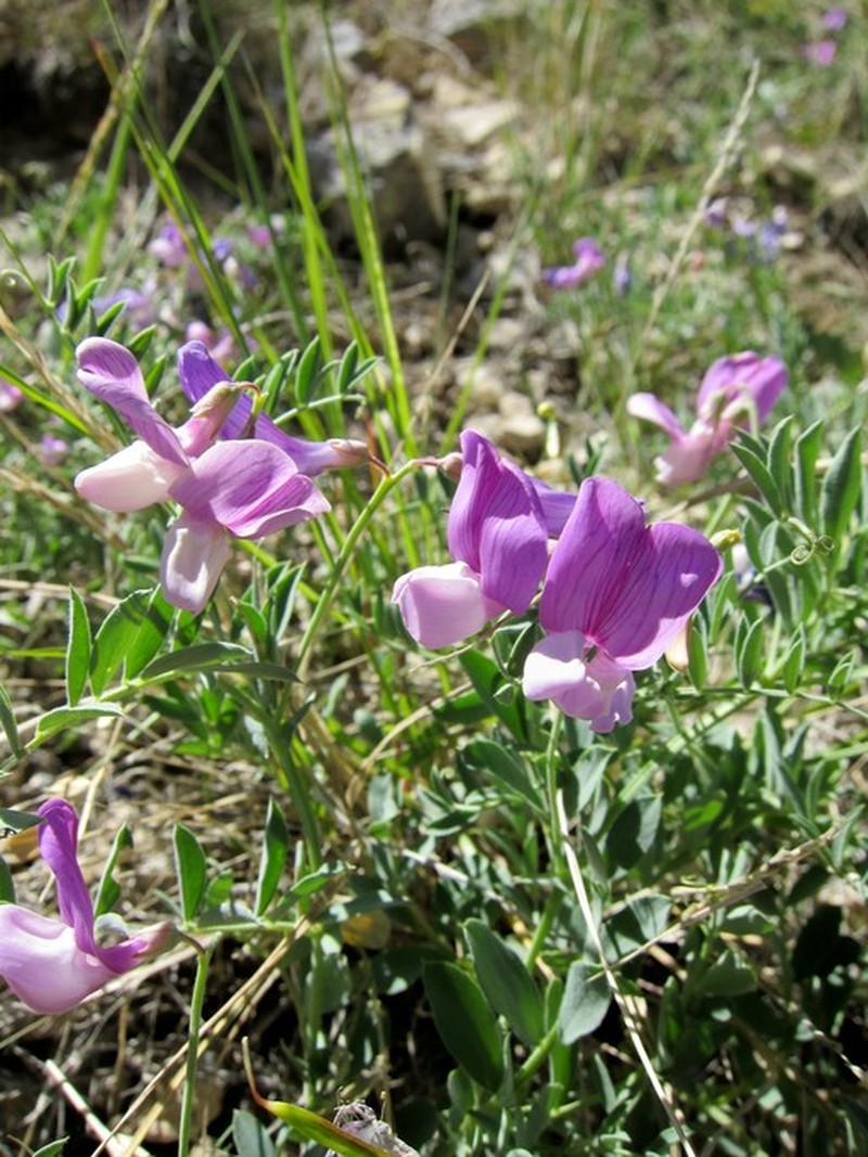 Bonneville Pea
