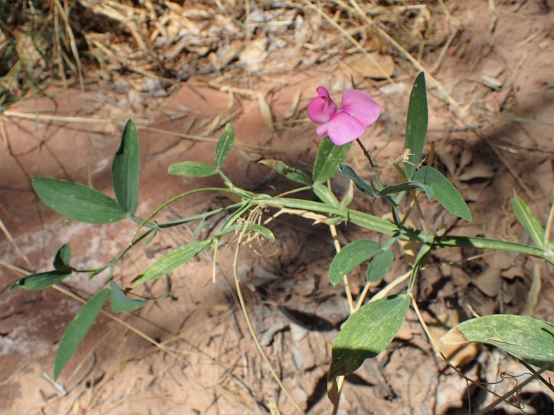 Bonneville Pea photo 2