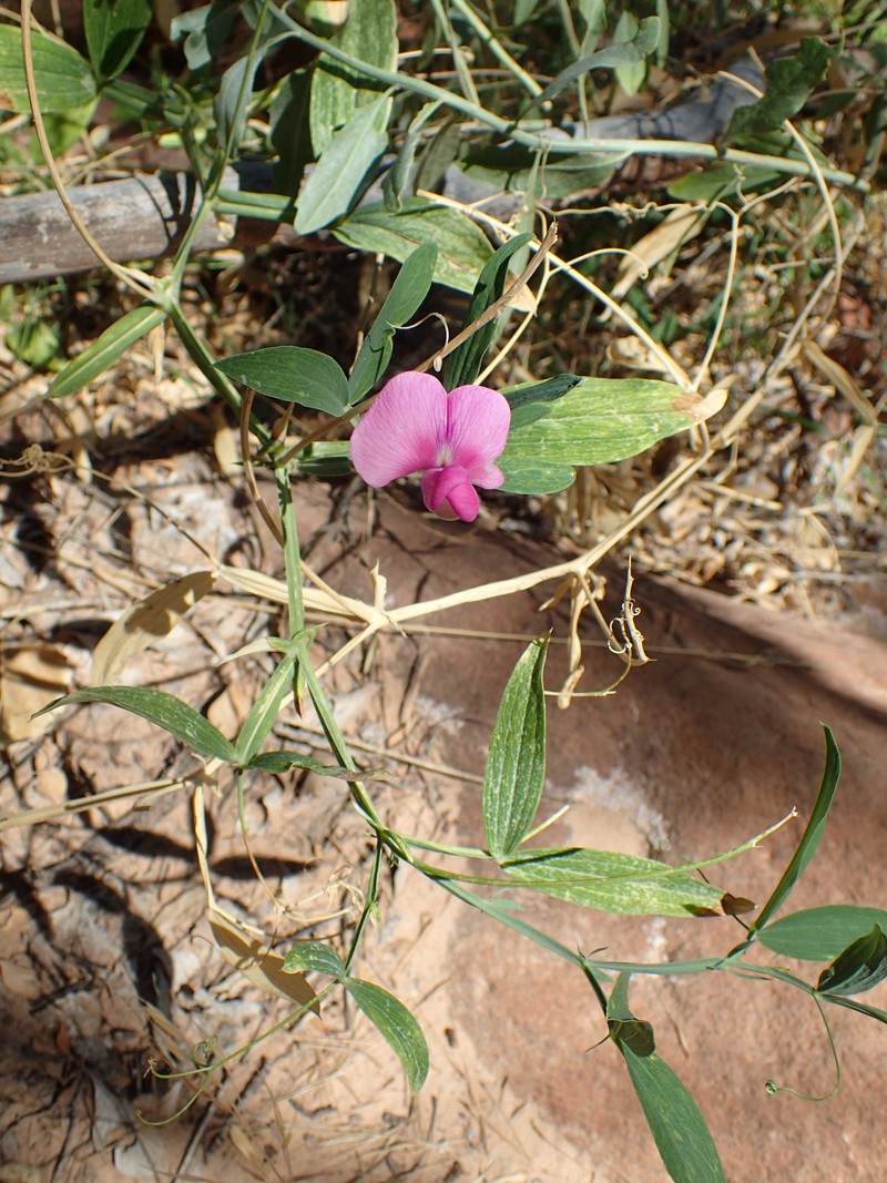 Bonneville Pea photo 3