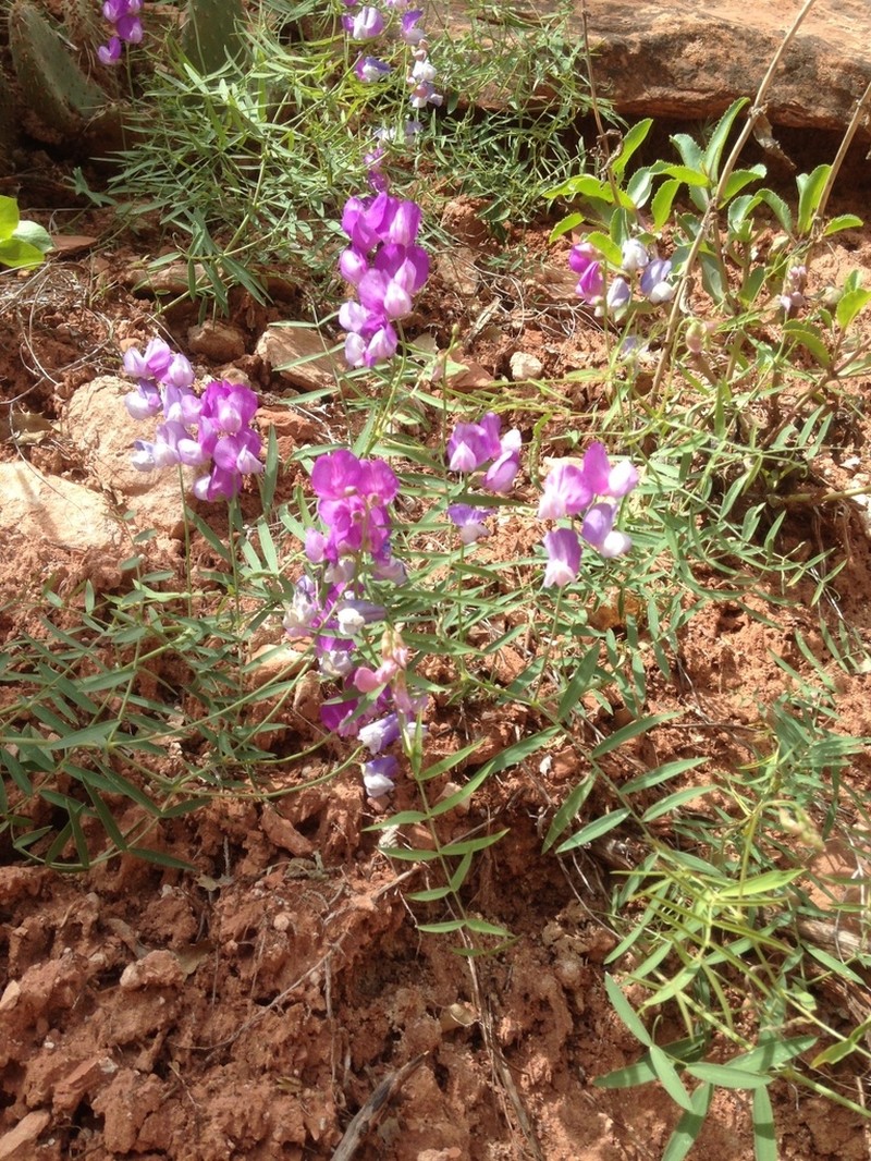 Bonneville Pea