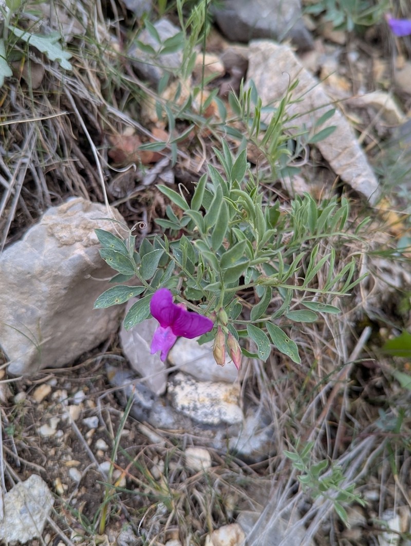 Bonneville Pea photo 2