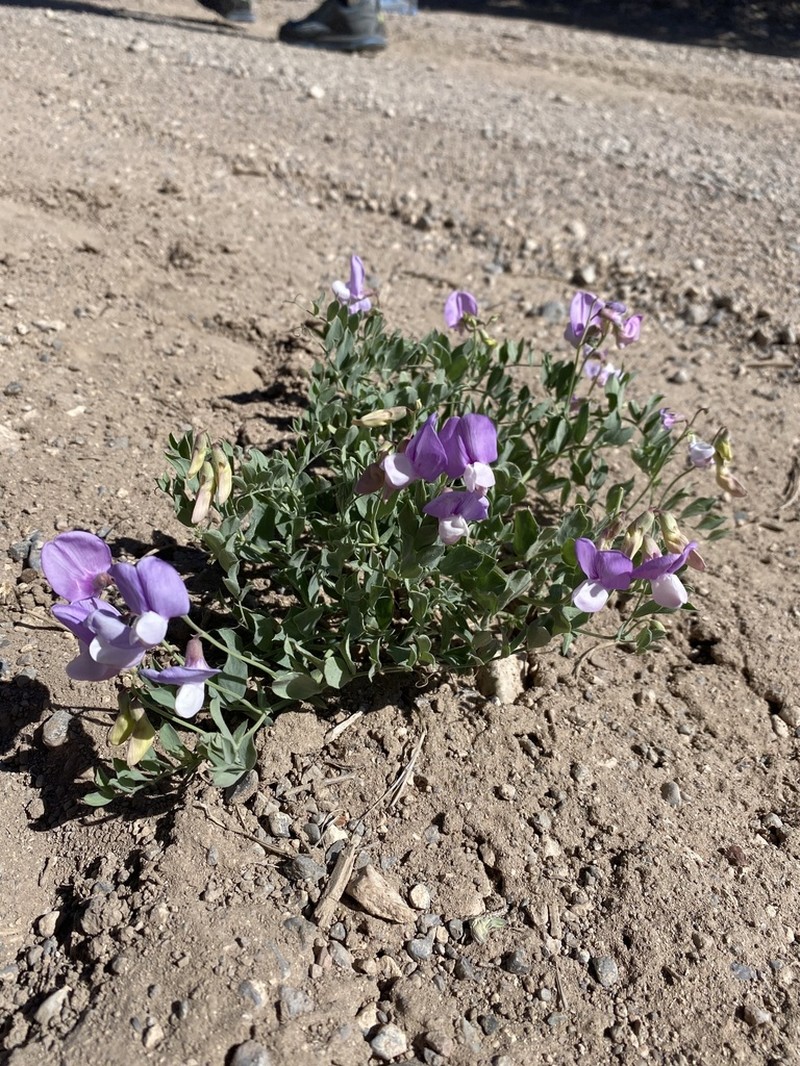 Bonneville Pea photo 3