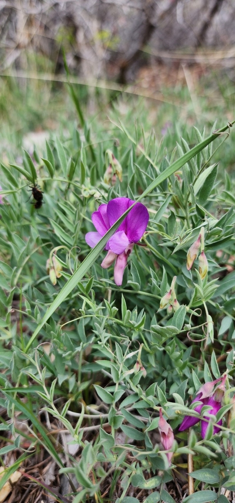 Bonneville Pea photo 4