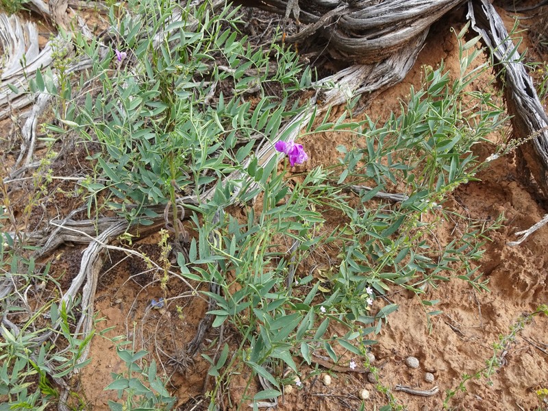 Bonneville Pea photo 6
