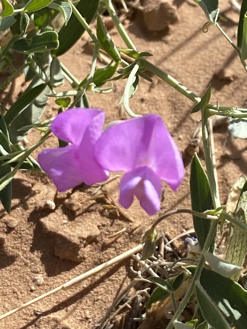 Bonneville Pea photo 7