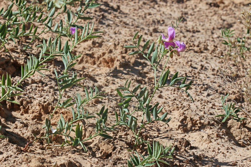 Bonneville Pea photo 8