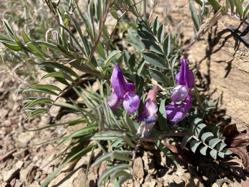 Lathyrus brachycalyx var. brachycalyx