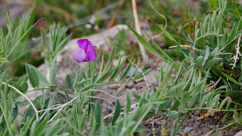 Lathyrus brachycalyx var. brachycalyx photo 2