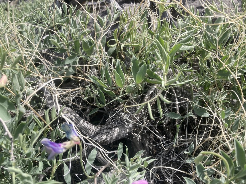 Lathyrus brachycalyx var. brachycalyx photo 3