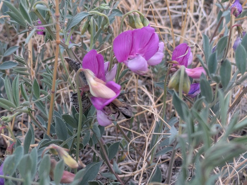 Lathyrus brachycalyx var. brachycalyx photo 4