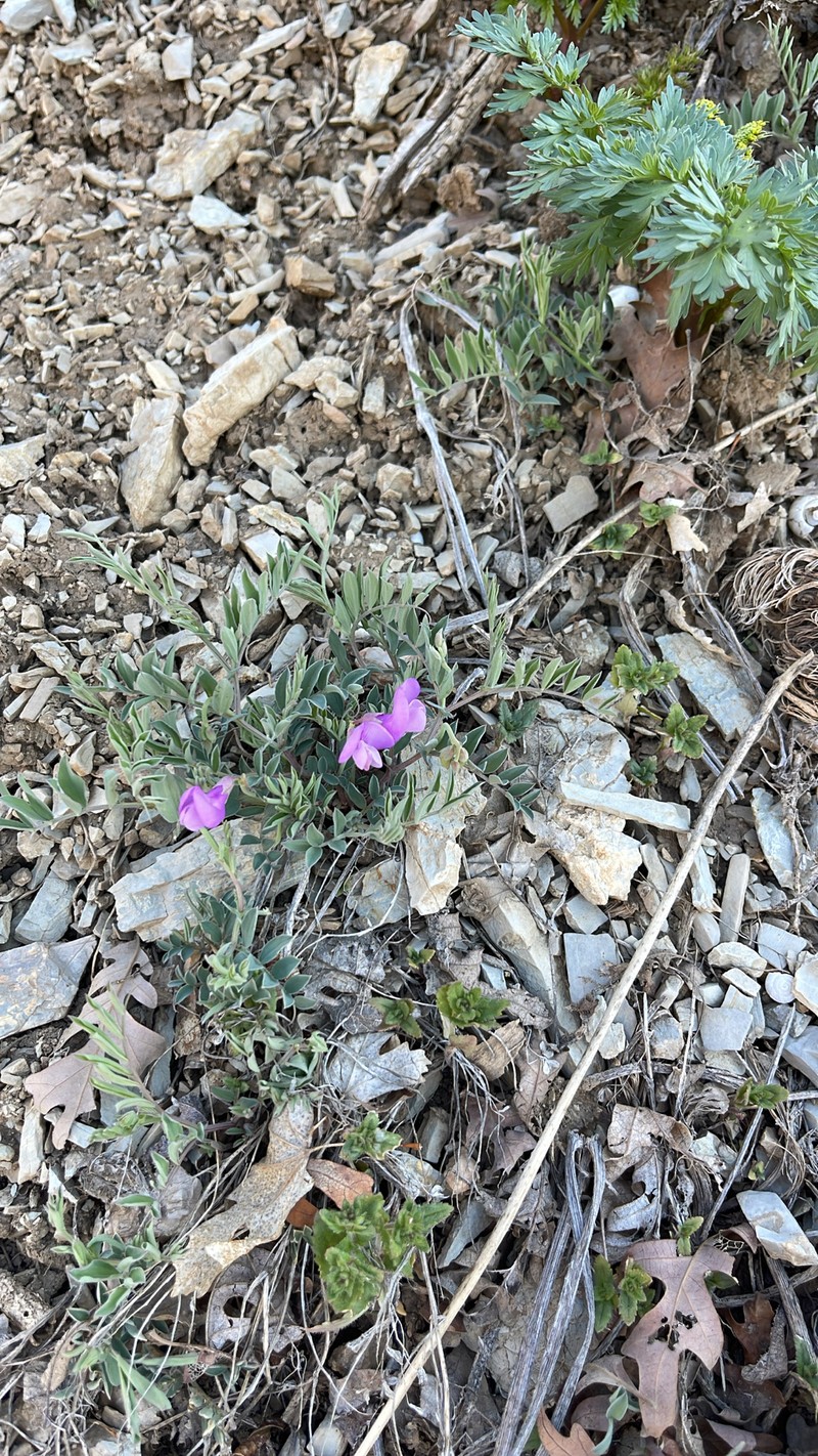 Lathyrus brachycalyx var. brachycalyx photo 5