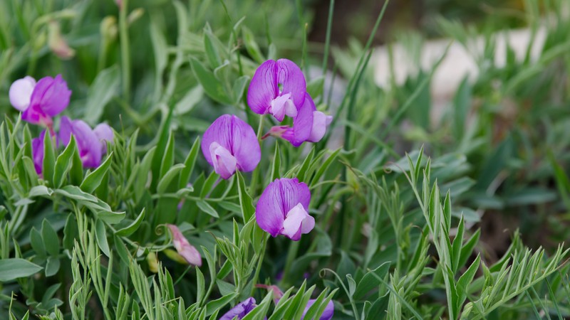Lathyrus brachycalyx var. brachycalyx photo 6