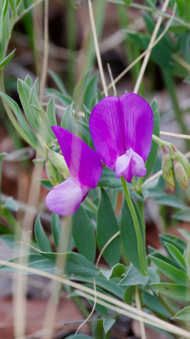 Lathyrus brachycalyx var. brachycalyx photo 7