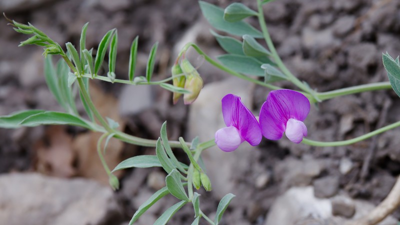 Lathyrus brachycalyx var. brachycalyx photo 8