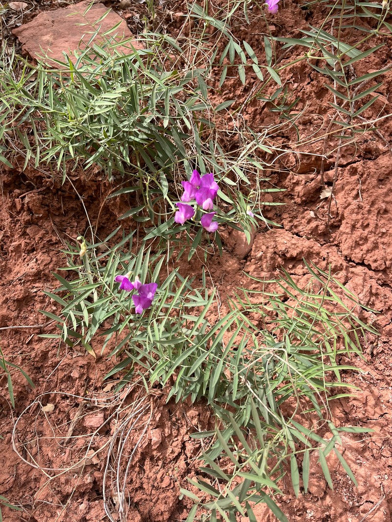 Lathyrus brachycalyx var. zionis photo 2