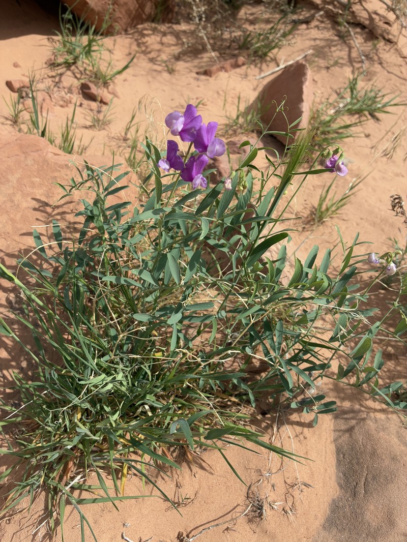 Lathyrus brachycalyx var. zionis photo 3
