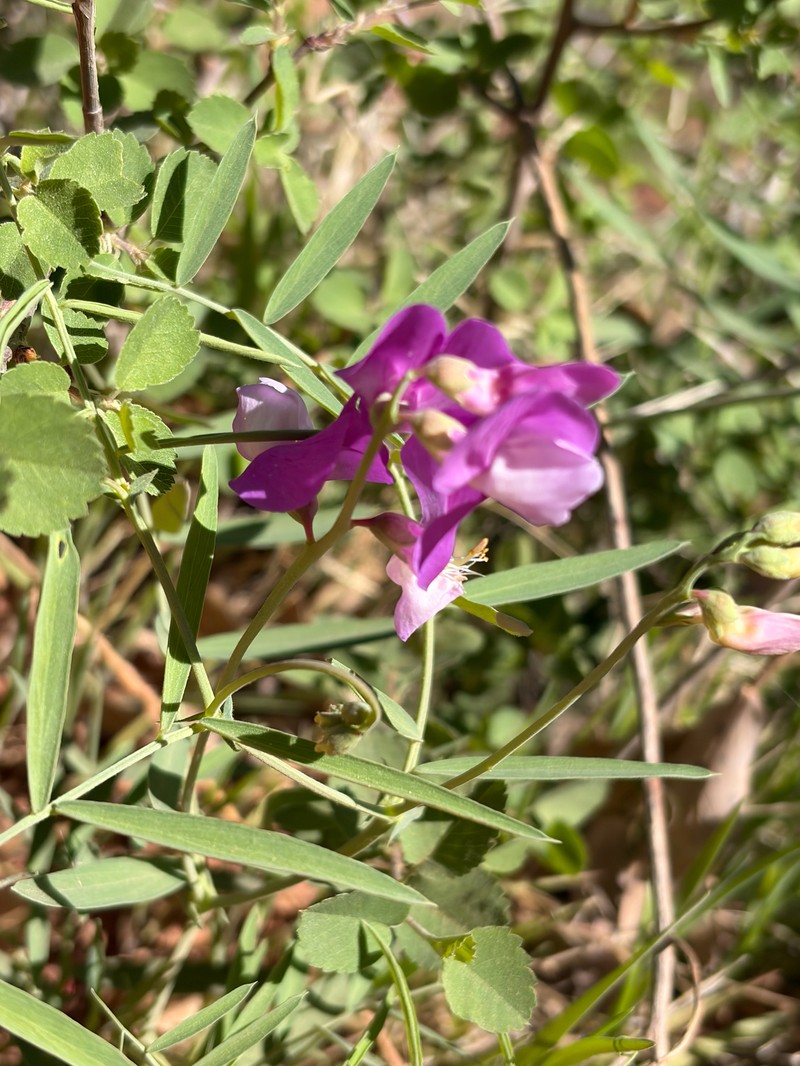Lathyrus brachycalyx var. zionis photo 4