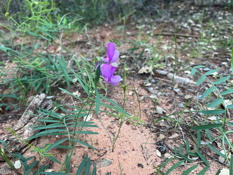 Lathyrus brachycalyx var. zionis photo 5