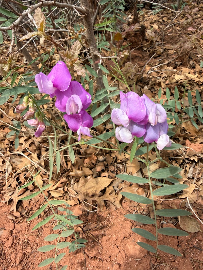 Lathyrus brachycalyx var. zionis photo 6