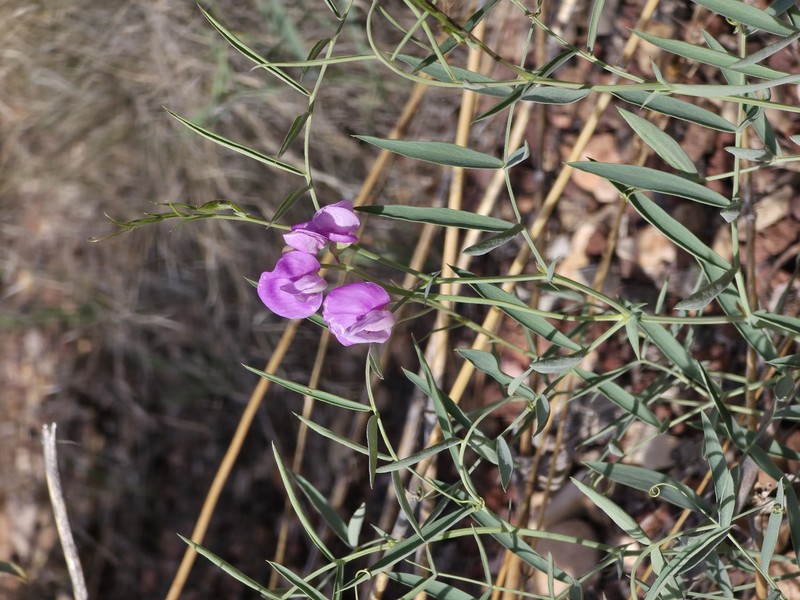 Lathyrus brachycalyx var. zionis photo 7