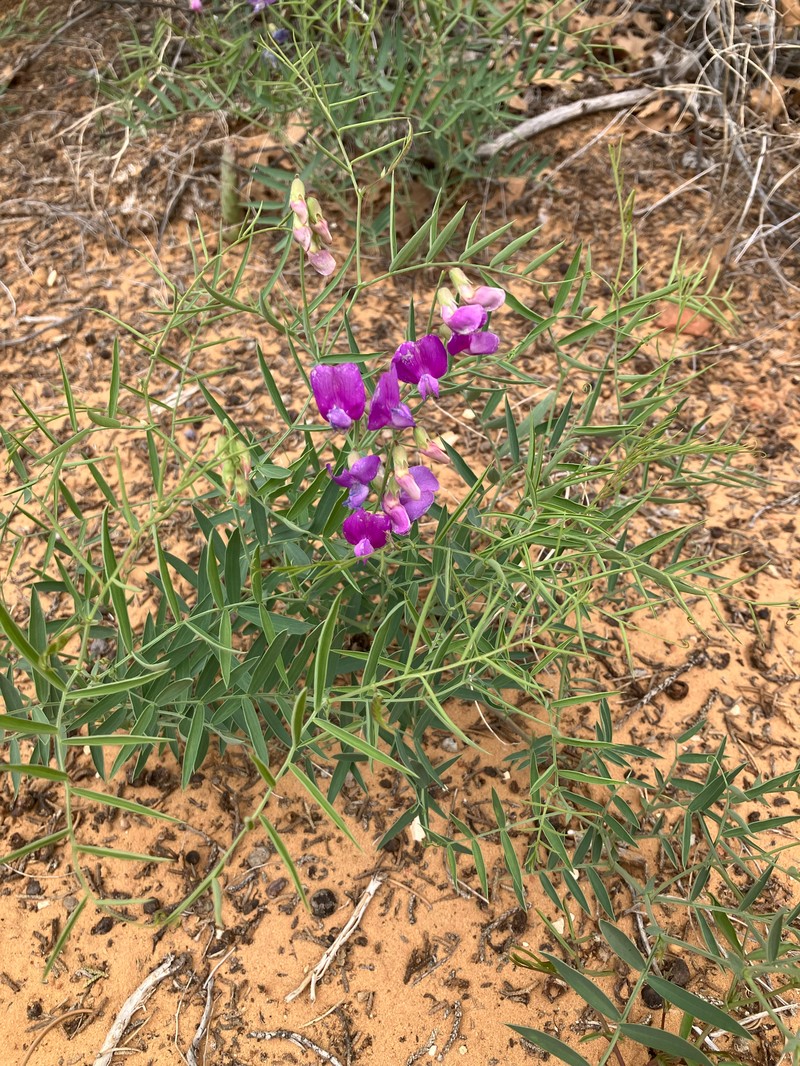 Lathyrus brachycalyx var. zionis photo 8