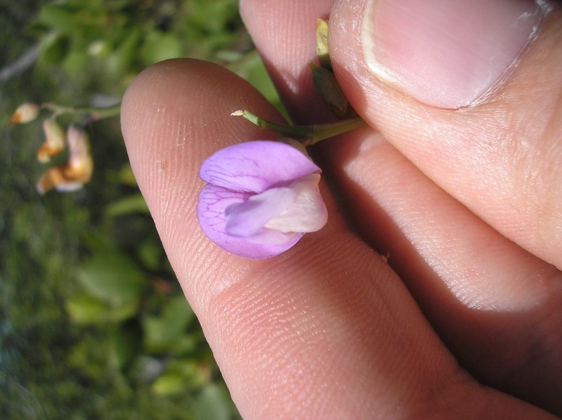Lathyrus brownii