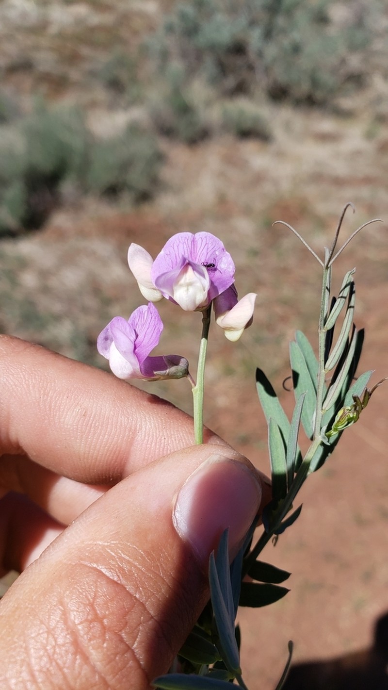 Lathyrus brownii photo 2