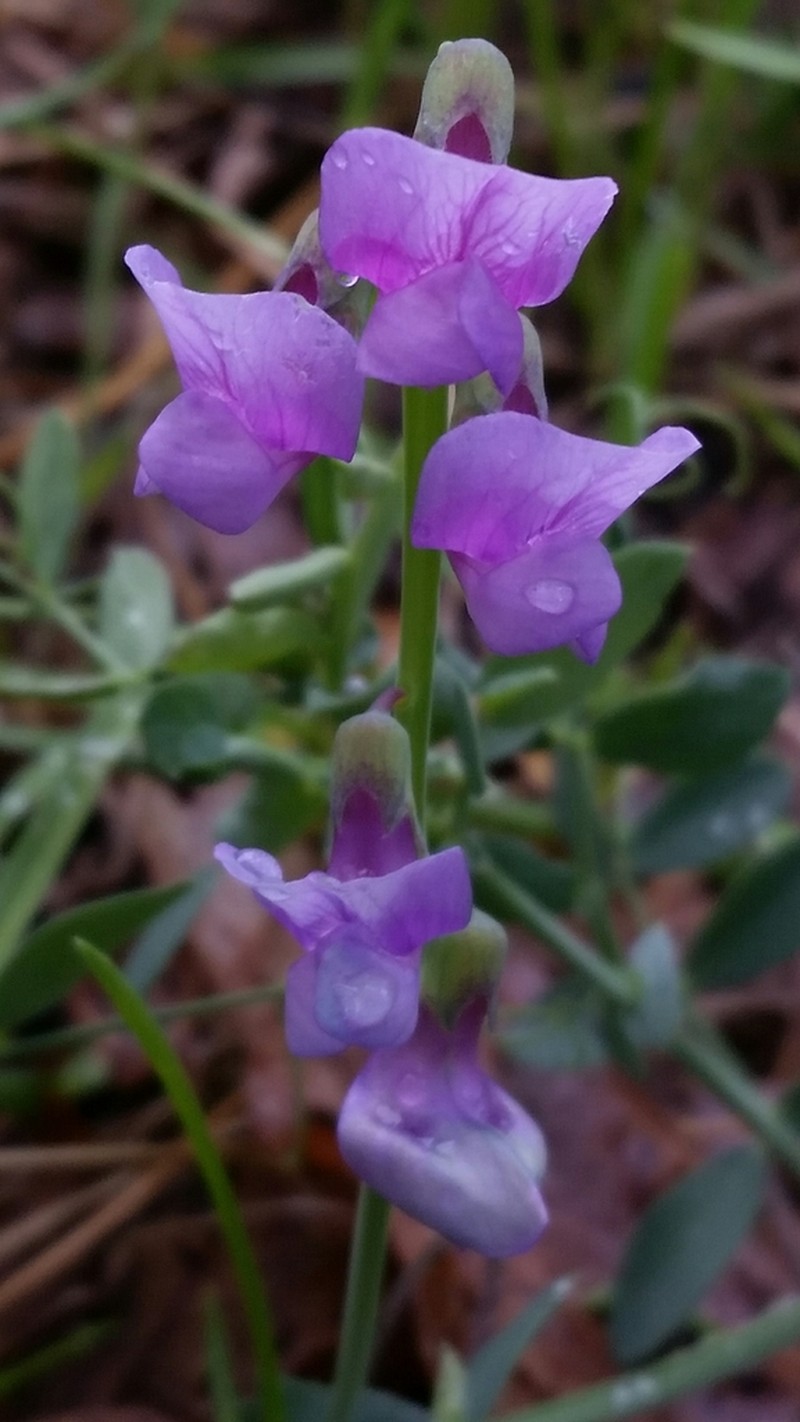 Lathyrus brownii photo 3