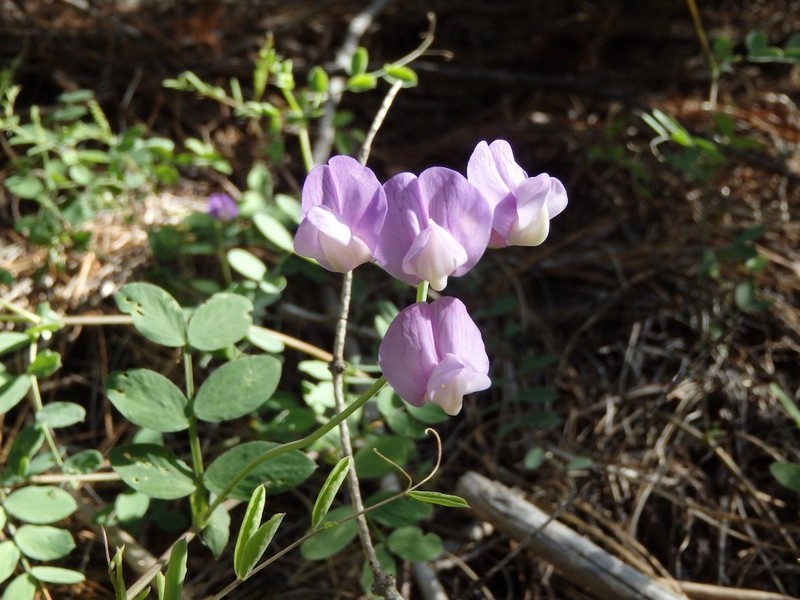 Lathyrus brownii photo 4