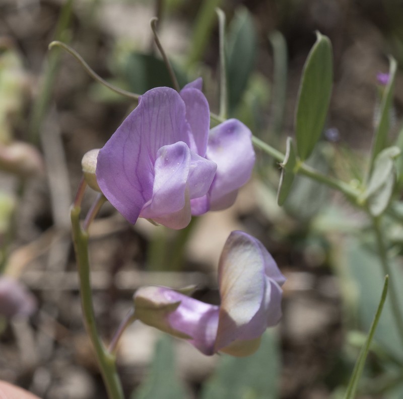 Lathyrus brownii photo 5