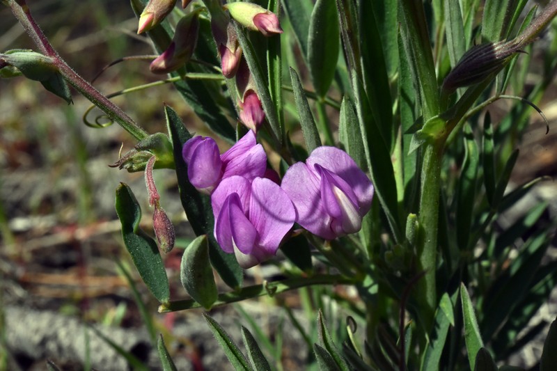 Lathyrus brownii photo 6