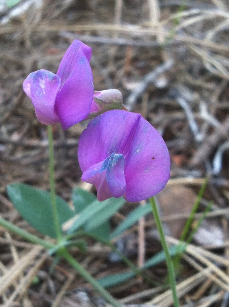 Lathyrus brownii photo 7