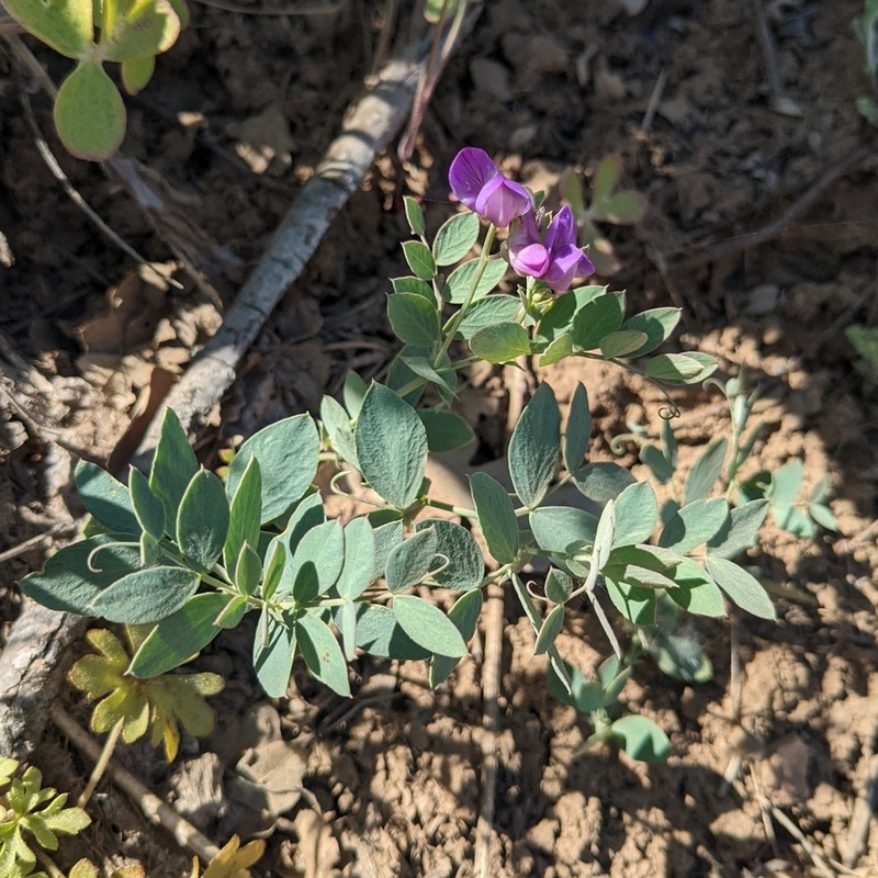 Lathyrus brownii photo 8