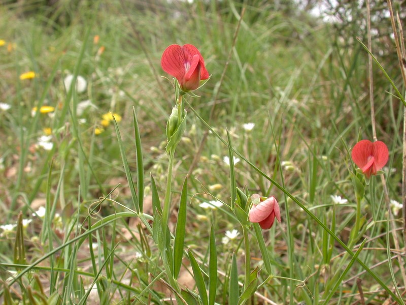 Red Pea photo 4