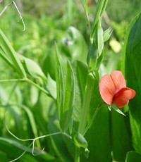 Red Pea