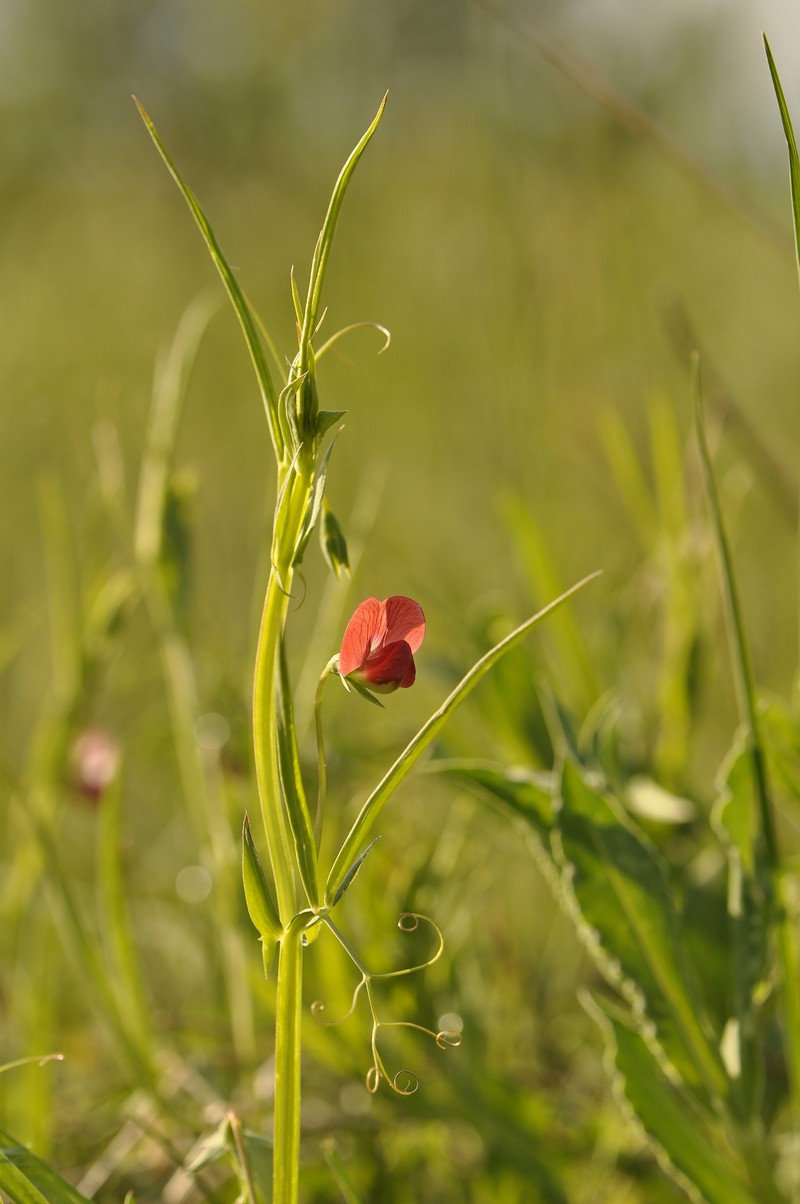 Red Pea photo 2