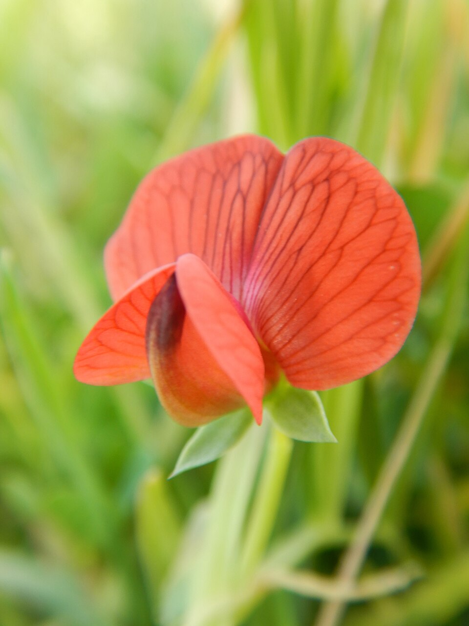 Red Pea photo 5